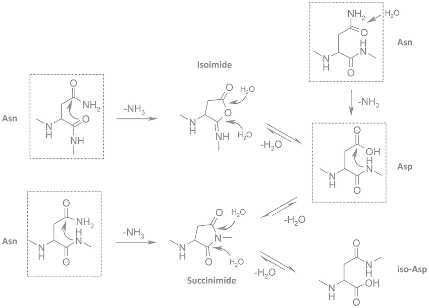 What Is the Correlation Between Asparagine and Aspartate?