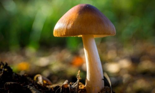 Chaga Mushroom: The Superfood to Keep Health Issues at Bay