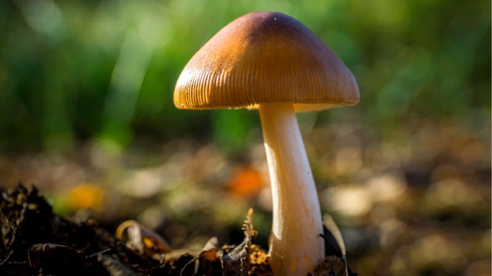 Chaga Mushroom: The Superfood to Keep Health Issues at Bay